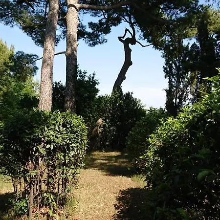 Torredellerondini *